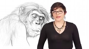 76K views · 1.8K reactions | Bonobos are incredibly smart. 易 They can build fires, cook meals, are sex positive and can even get pretty far in Pac-Man. #animals #wildlife #funfacts #animalvideos #bonobos | Animalogic | Facebook