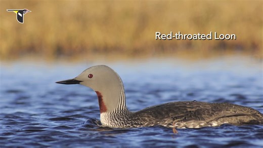 Loon calls