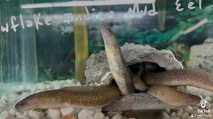 Meet the Indian Mud Eel, a master of camouflage and a true survivor in the depths of mud and water. Its remarkable adaptability is a testament to the wonders of nature. 🐟🌿 #IndianMudEel #AquaticAdaptation | Pet Zone Tropical Fish, San Diego, California