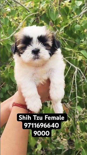 Extraordinary Quality Shih Tzu Female Puppy 🐶