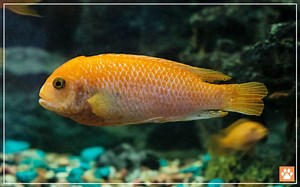 Mbuna Cichlid Temperature - What is the Best? - VIVO Pets