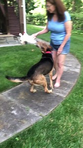 PetConnect Rescue on Reels