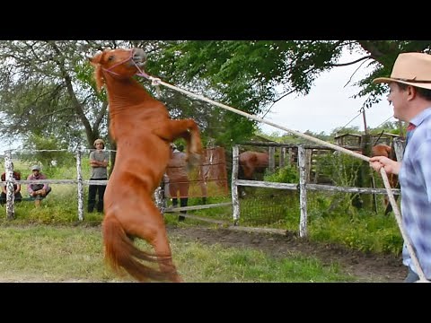 Avance CURSO DOMA RACIONAL EN VIDEO (on line) - CABALLOS ARGENTINOS