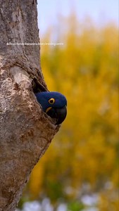 The Hyacinth macaw parrot while leaving the nesting box #parrot #macaw #cute #birds #aves #wikiaves #pantanal #matogrosso #salveopantanal #travel #vacation #nature #bird_brillance #pantanalphototours #wildlifephotography #wildlife #parrots #parrotsofinstagram #parrotsoftiktok #trendingreels #viralvideochallenge #birdsofinstagram #macawsofinstagram #macawparrot #macaw #macawindonesia #greenwingmacaw #blueandgoldmacaw #blueandgoldmacaws #hyacinthmacaw #hyacinthmacawsofinstagram #birds #birdsofinst