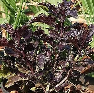 Amazon.com : CHUXAY GARDEN Purple Ruffles Basil Seed 40 Seeds Rare Color Basil Edible Ocimum Basilicum Herb Plant Seasoning Culinary Plants : Patio, Lawn & Garden