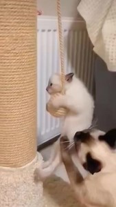 purrfect moms | Alex Cattery House