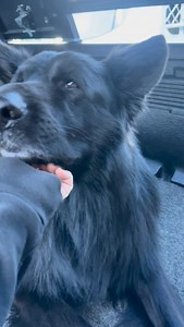 5.1K views · 22K reactions | Oh FlintHow has it been 2 months since you left. I’ve replayed that day and the days before in my head thousands of times wishing for a different outcome. I still can’t believe it happened. Everyday has been so hard without you. You are missed more than you could’ve possibly ever imagined. Love you buddy. #myangel #loveyouforever❤️ #missyou❤️ #heartdog | Chewie, Jax and Flint The GSDS | Facebook