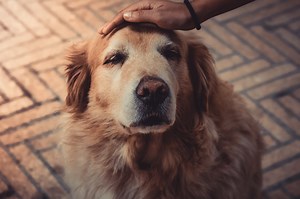 What you need to know about treating vestibular disease in older dogs