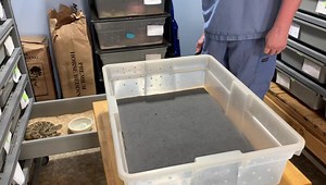 4.4K views · 51 reactions | Venom extractions from normal and albino Western diamondback rattlesnakes ( Crotalus atrox) | Kentucky Reptile Zoo | Facebook