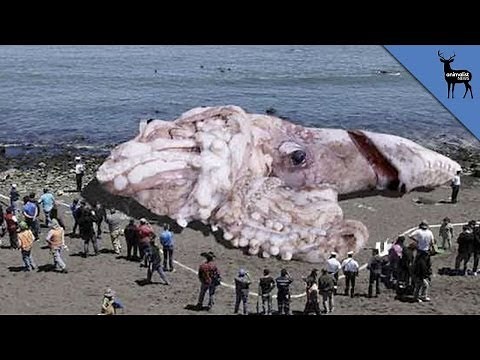 Is This Giant Squid Real?