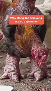 3.9K views · 37 reactions | Dong tao chicken ! #dongtaochicken #facts #hindifacts #hindifactstation | Virtual gyan | Facebook