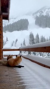 Visual representation of a red fox and its young This visual representation illustrates how young animals often move alongside adults. The scene is designed for educational insight without claiming real or documented wildlife footage. | 𝓶𝓸𝓸𝓭 𝓭𝓮 𝖈𝖆𝖑𝖑𝖊