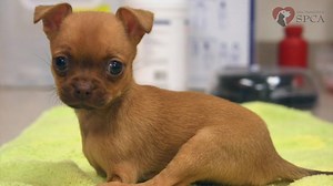 Puppy born without front legs gets a set of prosthetic wheels... | Evil Bunny Crew