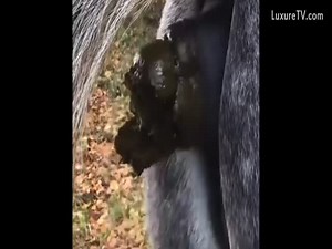 Horse Pooping Music Video (ZMV)