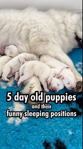 74K views · 6.3K reactions | Well these pups have made us laugh, confused us and have had us wondering how on earth can they breath with some of the funniest positions we've seen. They're just so stretchy! 藍 | Poppet and the Wolf Pack | Facebook