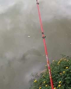 4K views · 58 reactions | Pescaria de barranco | Pescadores de arroio | Facebook