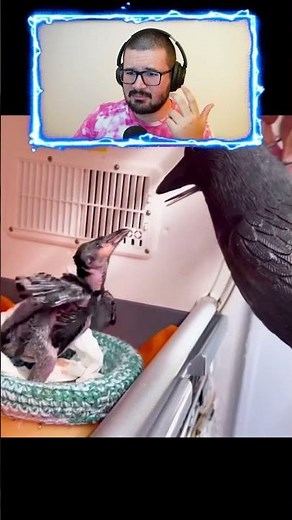 ALIMENTANDO UN CUERVO BEBE