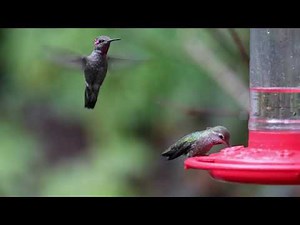 Determined female Annas hummingbird