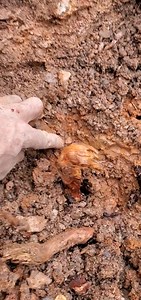 Digging for blood quartz in the Colorado Rockies ⛏️💎 | Colorado Geology