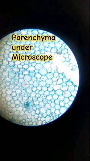 #Parenchyma Under microscope #10thclass #biology #parenchyma #plants #tissues#science#fyp #subscribe