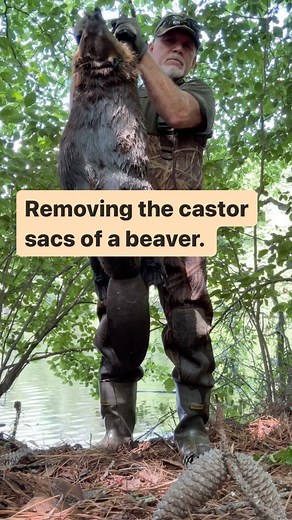 Removing the castor sacs of a beaver. Make a 6 to 7 inch incision from the anus to the belly. Peel back the skin slightly on both sides. From here you can find the castor sacs by moving some of the thin tissue and fat with your fingers. The sacs can be basically peeled out without damaging them. Any meat or tissue clinging to them can be peeled off. Hang up to dry for future sale or make your own beaver or predator lure. Beaver castor has had many uses through the centuries. Removing the tail, f