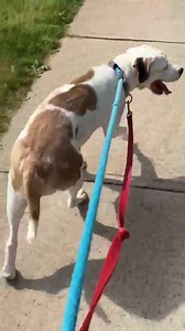Boxer Rescue Ontario on Reels | Facebook