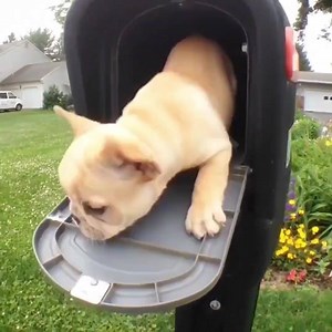 SPECIAL DELIVERY DOGGO 🐶🐶 | Party Vaderhub