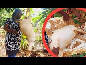 Easiest way to dehair a goat _No removing skin __Village life Ug