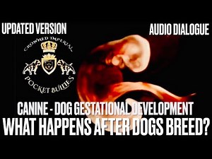 Egg + Sperm = Puppy Development WHAT HAPPENS After Dogs Breed or Mate? Dog Gestational Period Growth