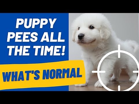 Puppy Pees All The Time: 5 minutes, 10 minutes, constantly