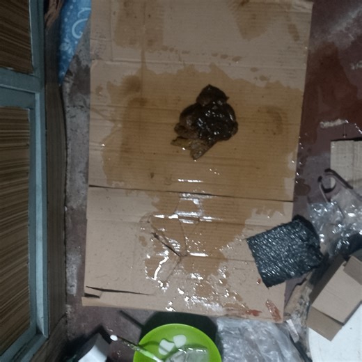 Floryn Poop In The Box And Cleaning Poop And Pee