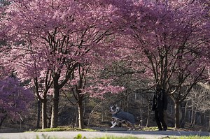 15 perfect spots in NYC to spot cherry blossoms this spring
