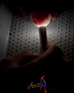 Macaw Egg about to hatch #macaw #parrots #beautifulbirds #pets #birdsbreeding #blueturquoise #Alexandrine #petsagram #petsagram #lorrylife #petstagram #aviarylife #aviarylife #petshop #petlovers #petsofinstagram #suncheekconure #parrotlife #aviaryindonesia #aviarycocktails #pet #parrotlove #petlover #petsitter #petsitter #parrotslove #alexandrineparrots #alexandrineparrots #alexandrineparrots #alexandrineparis | Adeel ch’s Aviary