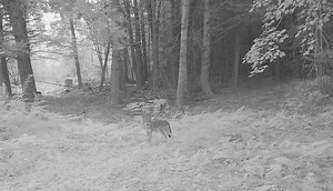 18 reactions | Coyote..!.. | Maine Food Plots & Trail Cam Pictures | Facebook