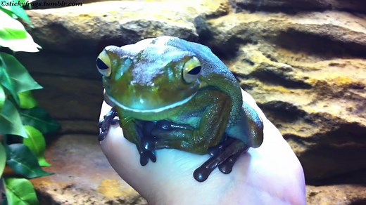Today’s Hand-Taxi is for Round Frog! She has been learning Steering! | Stickyfrogs