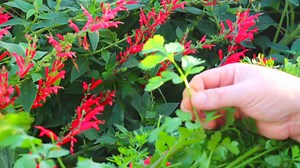 Cilantro Herb Walk | Kami McBride