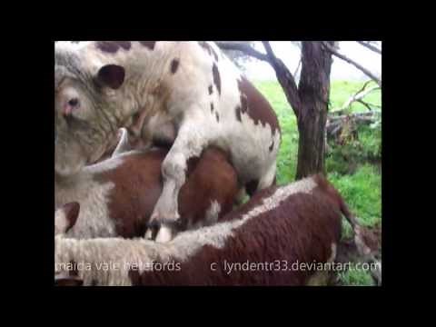 bull mating 001