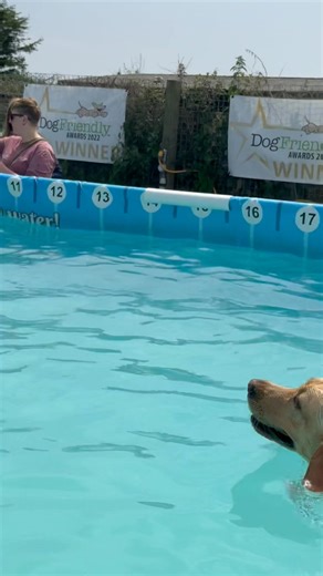 4.4K views · 166 reactions | Pool party fun with Milo, Barney & Ambrose  | Canine Dip and Dive Maldon | Facebook
