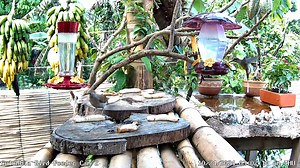 Check out this amazing hummingbird species that showed up at the BirdSouls Colombia Bird Feeder 1 this afternoon! It's called a long-billed hermit hummingbird! Watch Colombia Bird Feeder 1 LIVE here: https://pixcams.com/birdsouls-colombia-bird-feeder-1/ #hummingbird #birdfeeder #birds #livestream | PixCams