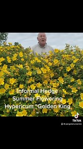 Hypericum Hidcote “Golden King”can be planted from now . Summer flowering and tough .Available in webshop https://pergolanurseries.ecwid.com ALL IRELAND DELIVERY 🚚 32 Counties WEBSHOP https://pergolanurseries.ecwid.com Pergola Nurseries Garden Corner, Virginia,Co Cavan A gardeners oasis of quality plants Open Tuesday to Saturday 10.30-6 Open Sundays 2-6 | Pergola Nurseries Garden Corner