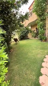 Dangerous Unloading !! | Pakistan Cow Lovers