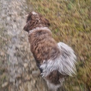 Animal Assistance on Reels