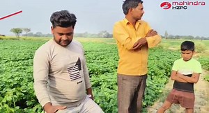 बिजाई के 30 दिन बाद कोलम्बा और कुफरी मोहन के बीच तुलना। #mahindrahzpc #colomba #potatofarming #seedpotatoes #potato #agriculture #farmer | Mahindra HZPC