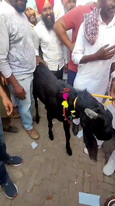 2.8K views · 48 reactions | Lucky copen | Farming brain | Facebook