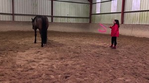 Désensibilisation au ruban pour Dio 😁 vous allez pouvoir constater mes talent ( Bon j’ai du séchée quelques cours de GRS à l’école 🤣) en tout cas Dio m’en tien pas rigueur 💪🏻￼ | Educ'passion - ixo