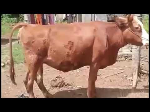 Sapi Jantan Dan Betina Mantab