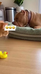 164K views · 1.8K reactions | Ang ingay mo Ming natutulog ako iya halika ka nga dito itatapon kita 藍 #fyp #fypviralシ #mentionedyousfypシviralシ2025 #highlightseveryone | Lucilie Galve Mamac | Facebook