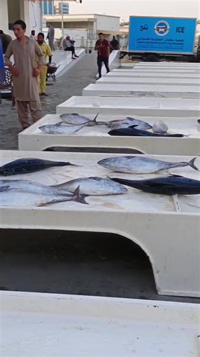Dubai Ajman এর Fish market এ কি কি কিনলাম 🐬 Dress : Jmez | Fahima Y Jme