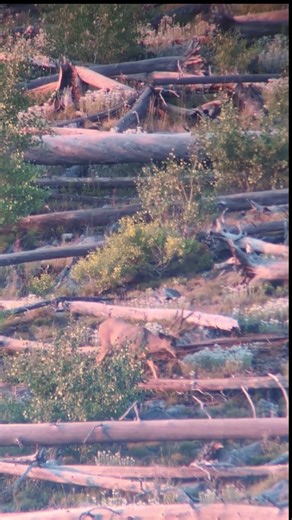 Nice clean 4x4 mule deer buck🤘 #muledeer #bigbucks #hunting #muledeerhunting #bowhunting
