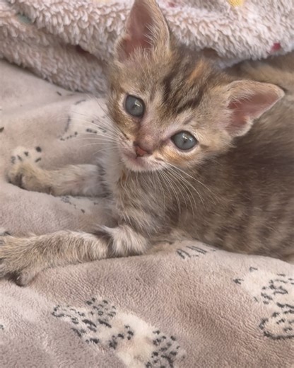 Miami Animal Rescue on Reels